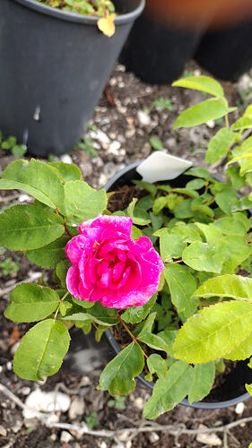 IMG-20260928-WA0000