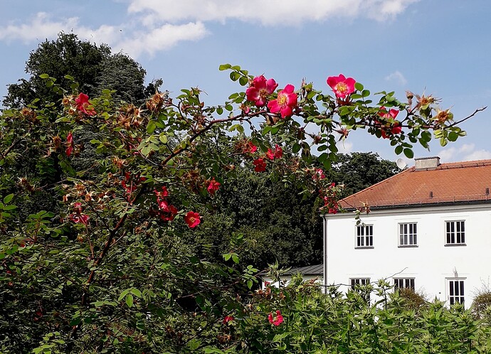 rose_pic_1