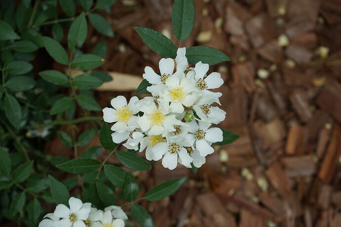 粉蕾木香 Rosa pseudobanksiae DSC05150