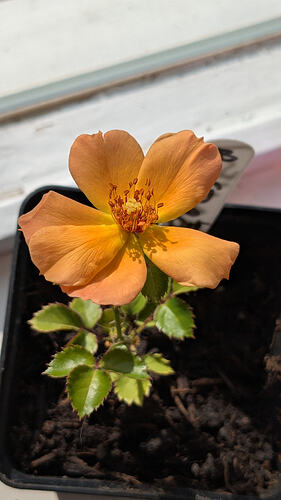 PXL_20260218_121103897