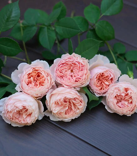 il_794xN.6512929009_96ey