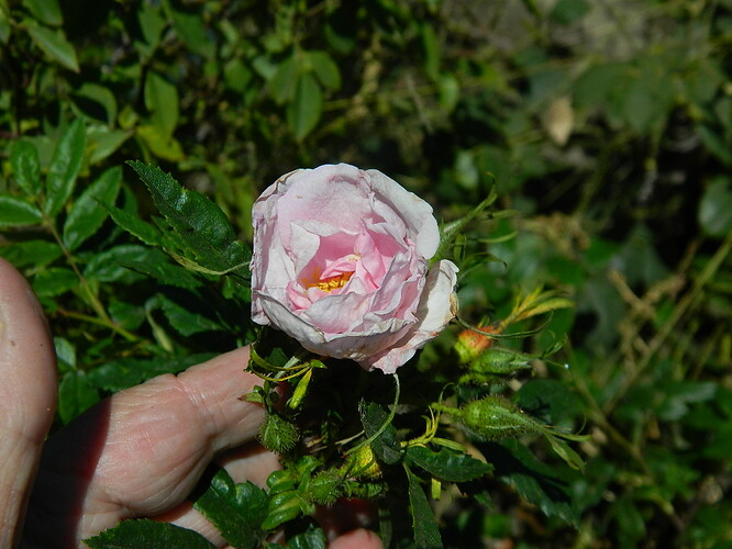 D'Orsay (1)