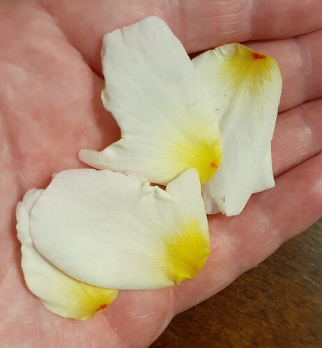 Blotch