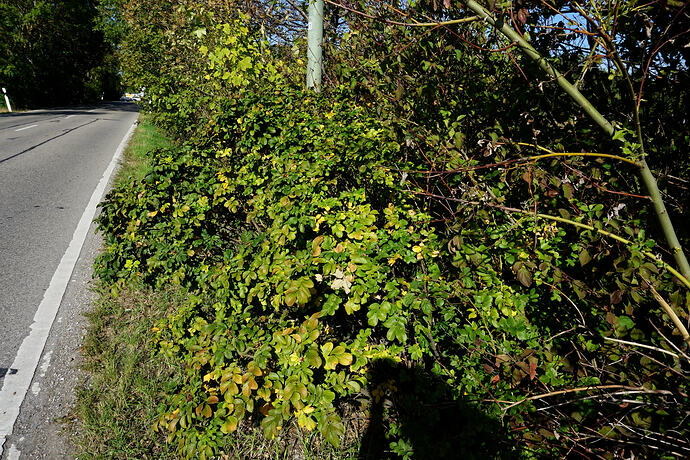 rugosa_04