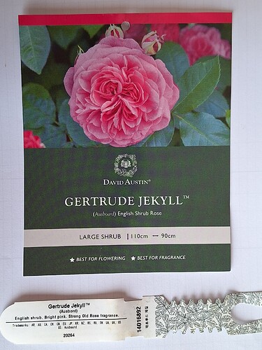 R gertrudeJekyll label