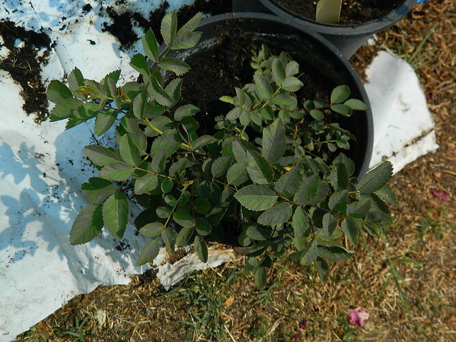 DSCN5107.JPG