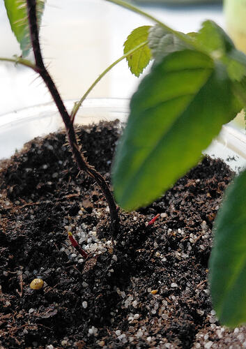 basal_growth