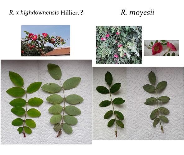 comparison