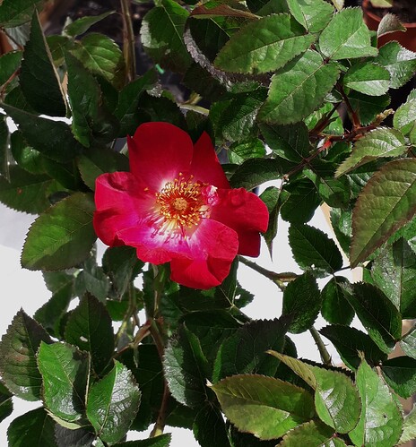 Indigo_X_Raspberry_Kiss_first_bloom