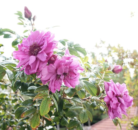 Rugosa_blooms2_12_10_2023