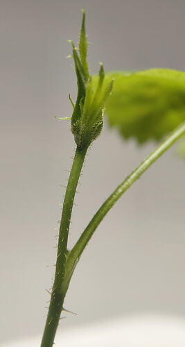 bud_reschtXEOT
