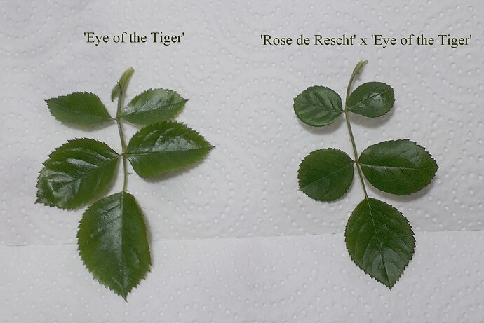 leaf comparison