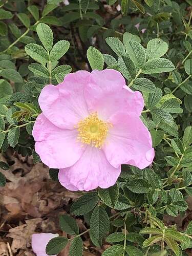 Micrugosa seedling