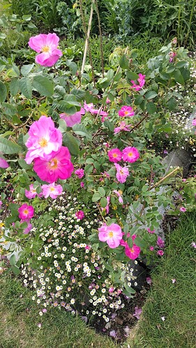 IMG-20250601-WA0007