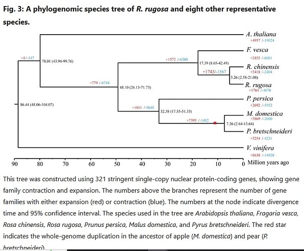 A chromosome-level genome assembly of rugged rose (Rosa rugosa) provides insights into its evolution, ecology, and floral chara