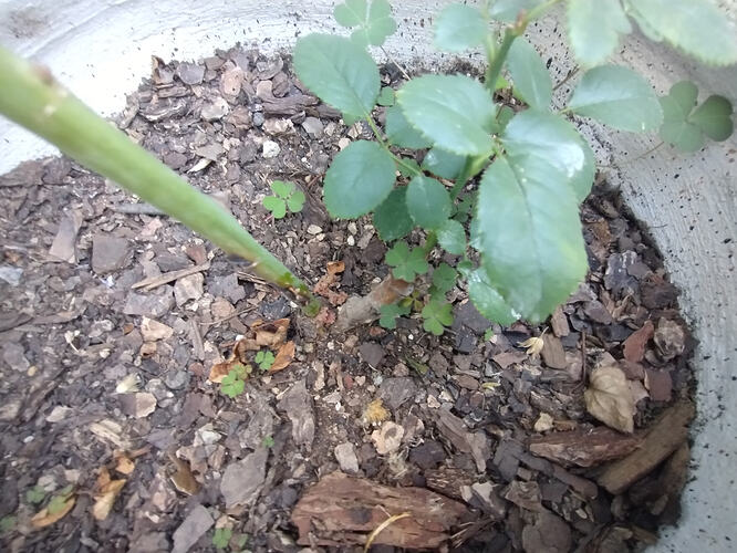 IMG_20251226_084125645