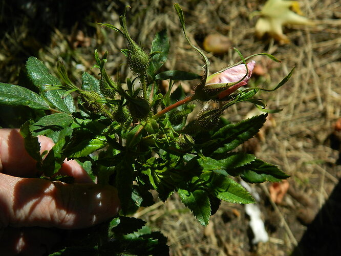 rose d'orsay (1)