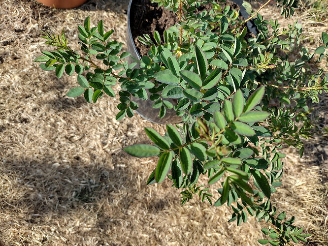 IMG_20260727_175734738_HDR