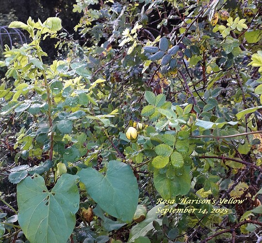 harisons_yellow_rose_garden_20250914