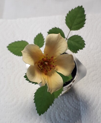 Seedling_of_first_germination_ cycle_ of_ 2023