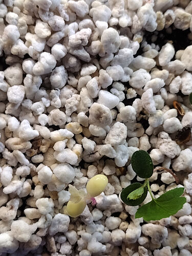 IMG_20260303_175324243