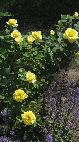 IMG_0097