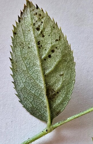 rose leaf black spots #2