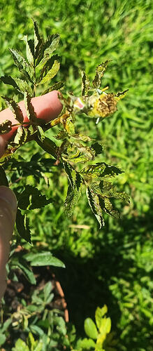 IMG_20260126_094544_774