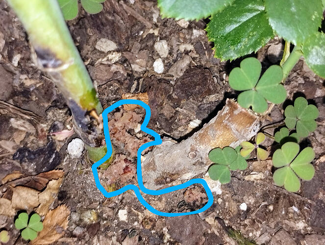 IMG_20251226_084109899-EDIT