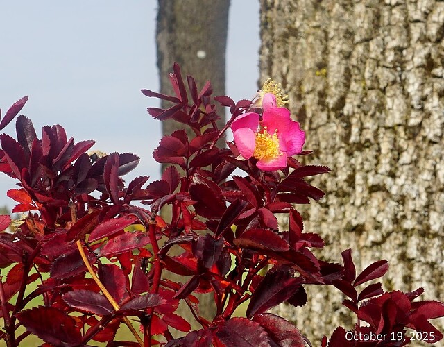 pic_02_b