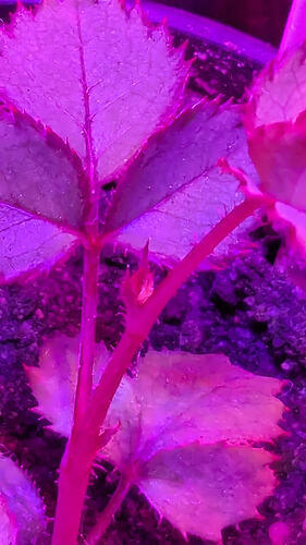 PXL_20260116_094032265