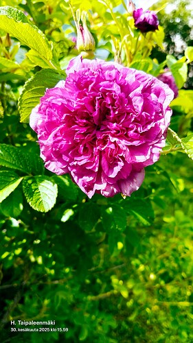 IMG20250630155952~2
