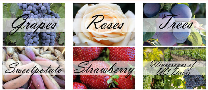 Screenshot 2026-02-02 at 12-36-33 Foundation Plant Services