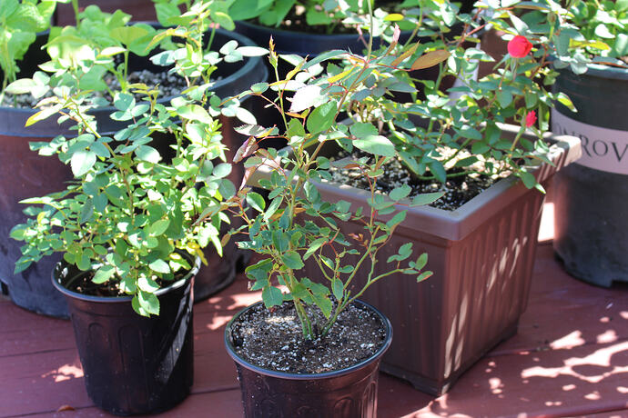 Seedling-03
