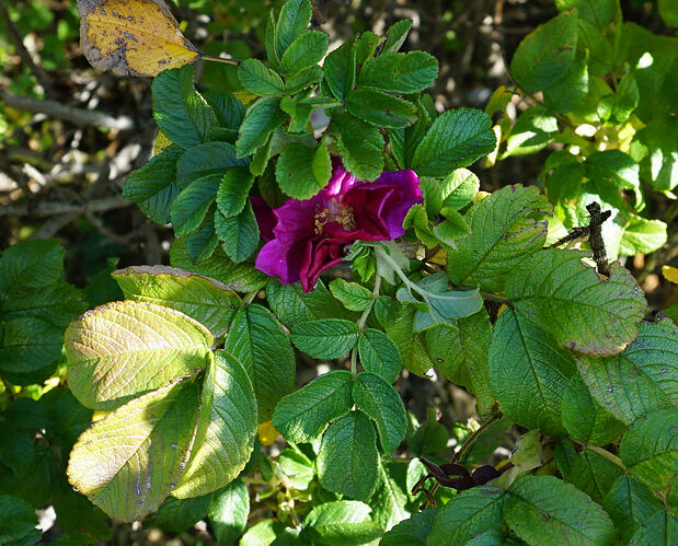 rugosa_1