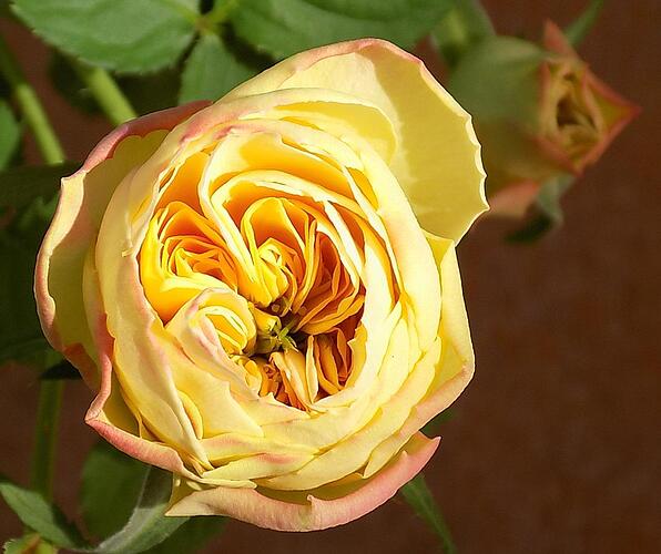 03.SecondBud.JPG