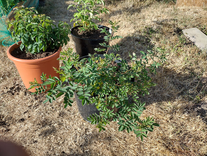 IMG_20260727_175722034_HDR