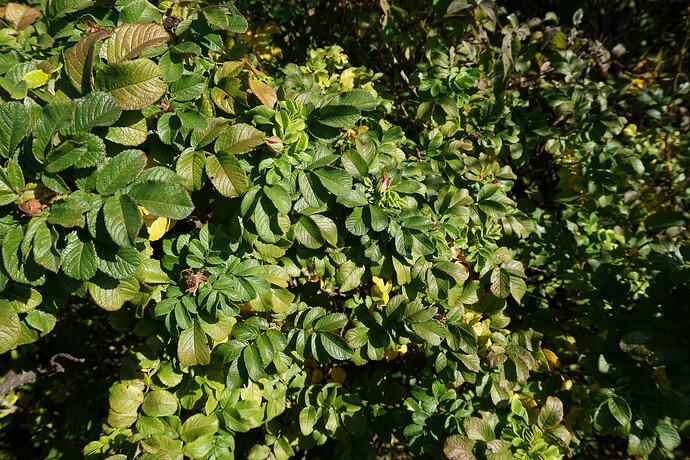 rugosa_2