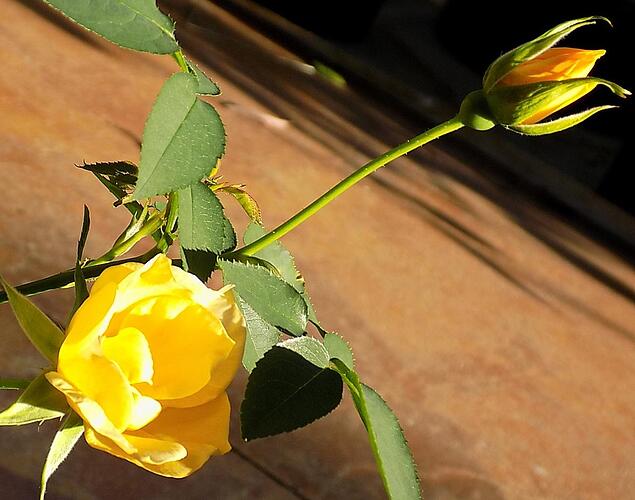 02.SecondBud3.JPG