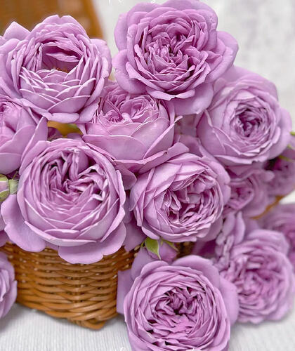 il_794xN.6686567822_boih