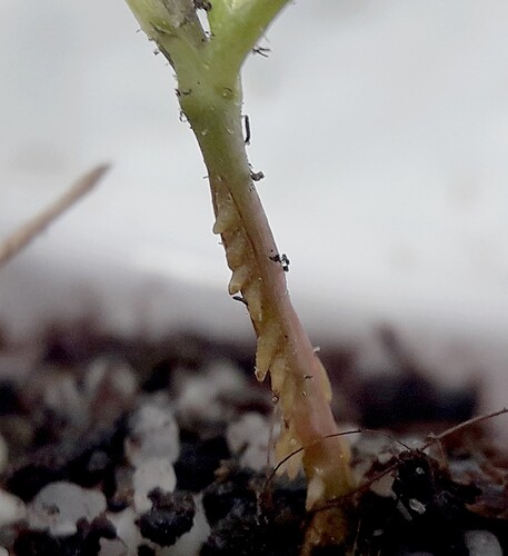 Seedling with odd hypocotyl - General Discussion - Rose Hybridizers ...