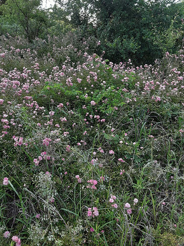 Edmond Rambler inaturalist