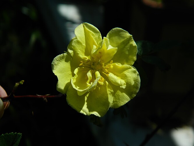 primula (1)