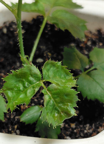 ReschtxEOT_leaf