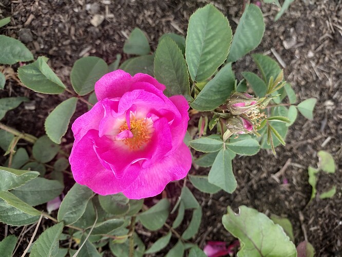 IMG_20250526_141236225_HDR