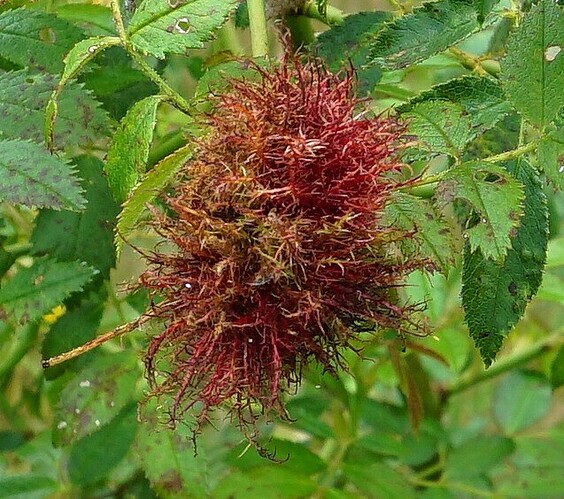 Diplolepis rosae L._p_2