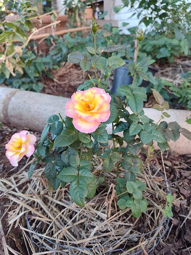 IMG_20261009_101850237_HDR