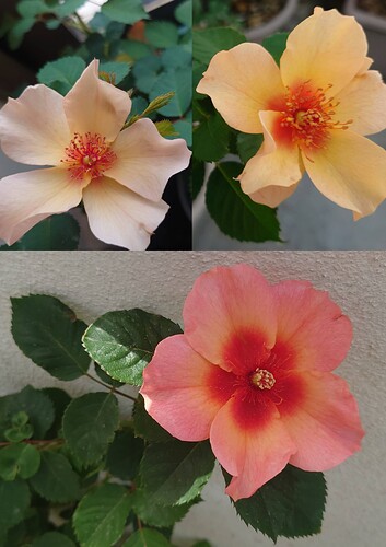 GridArt_20250415_143049681