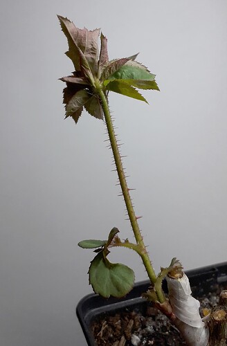 chip-budding_1