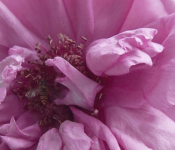 Rugosa_mauve